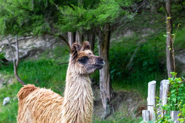 Portrait Lama Île Sud Nouvelle Zélande — Photo