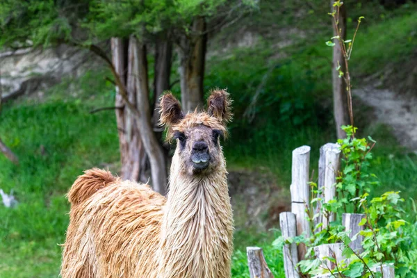 Portrait Guanaco Île Sud Nouvelle Zélande — Photo