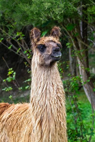 Guanaco South Island New Zealand — Stock Photo, Image