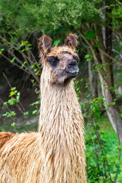 Nouvelle Zélande Ferme Guanaco Île Sud — Photo