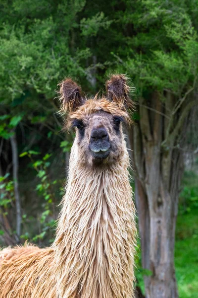 Farm Guanaco New Zealand — Stock Photo, Image