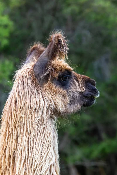 グアナコ 肖像画美しい動物 ニュージーランドの北の島 — ストック写真