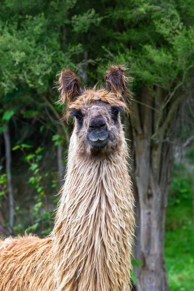 Porträt Schönes Tier Neuseeland — Stockfoto