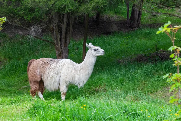 Lama Portrait Bel Animal Nouvelle Zélande — Photo