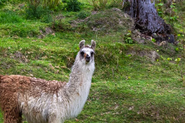 Guanaco Dans Pâturage Île Sud Nouvelle Zélande — Photo