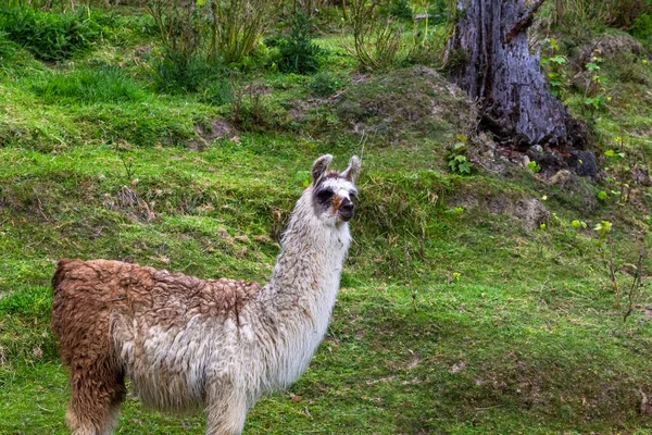 Lama Pastvině Jižní Ostrov Nový Zéland — Stock fotografie