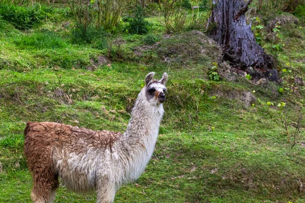 Lama Dans Pâturage Nouvelle Zélande — Photo