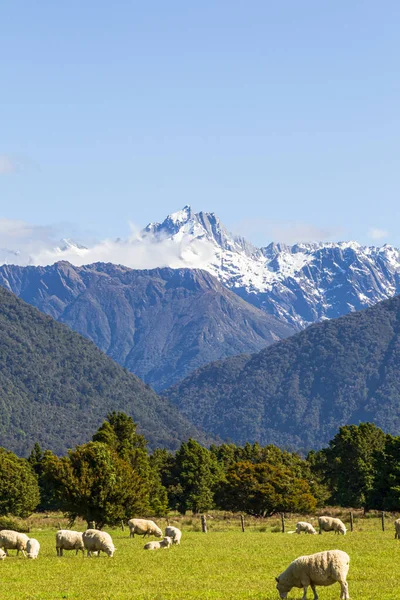 Southern Alps Views Monte Cook Monte Tasman South Island Nova — Fotografia de Stock