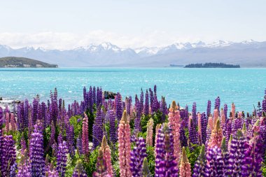 Tekapo Gölü kıyıları boyunca Lupine tarlaları ve karla kaplı dağlar. Güney Adası, Yeni Zelanda