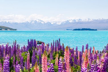 Yeni Zelanda Tekapo Gölü kıyıları boyunca Lupine tarlaları ve karla kaplı dağlar
