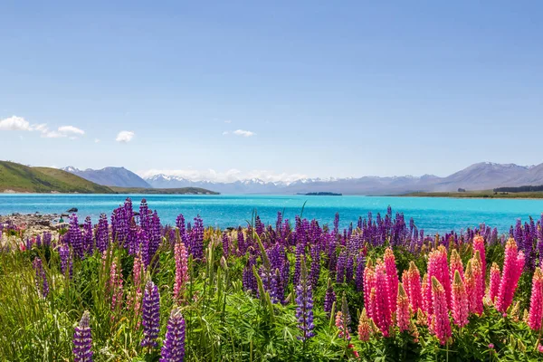 Tekapo Gölü 'nden Lupins. Güney Adası, Yeni Zelanda