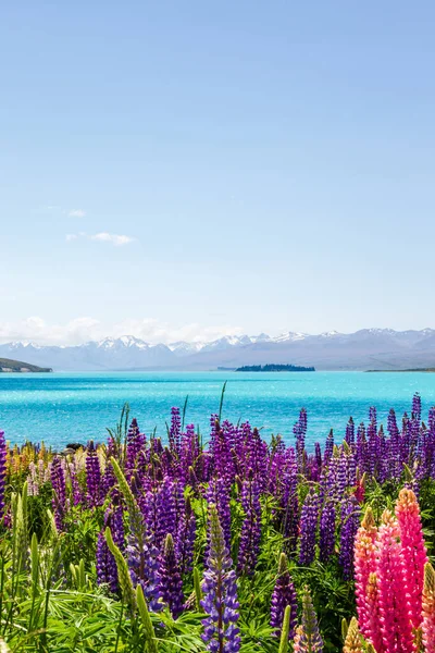 Tekapo Gölü Lupinleri. Güney Adası, Yeni Zelanda