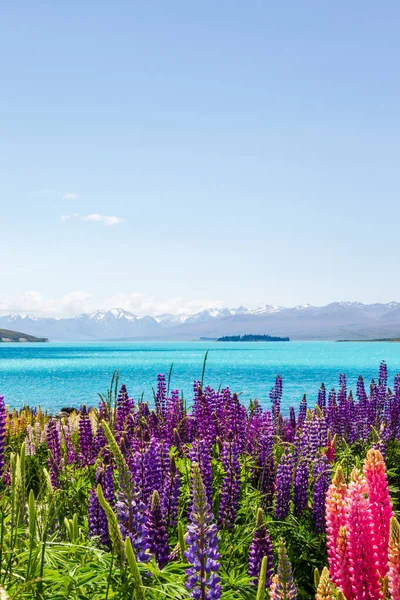 Lupins Van Lake Tekapo South Island Nieuw Zeeland Stockfoto