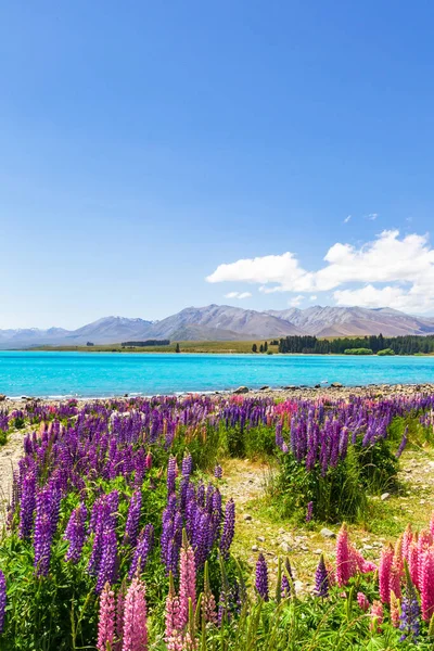 Mar Flores Orillas Del Lago Tekapo Nueva Zelanda Imágenes de stock libres de derechos