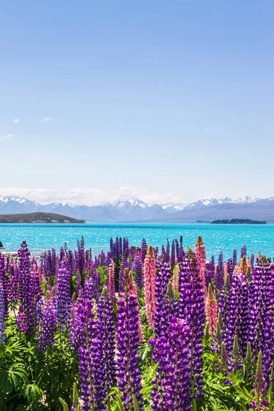 Tekapo Gölü, Yeni Zelanda kıyılarındaki renkli lupinler.