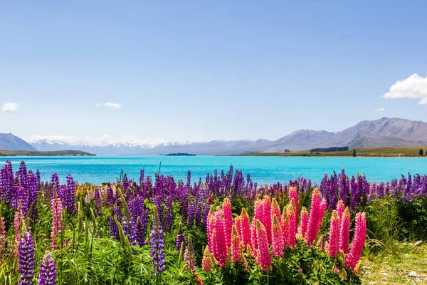 Tekapo Gölü kıyısında. Güney Adası, Yeni Zelanda