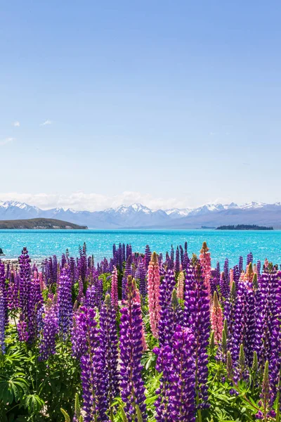 Campos Lupinos Colores Orillas Del Lago Tekapo Nueva Zelanda Fotos de stock libres de derechos
