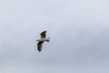 Uçan martı. Pasifik kıyısı. Katiki puanı. Güney Adası, Yeni Zelanda