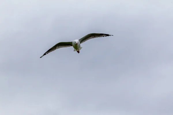 Fliegende Möwe Katiki Punkt Neuseeland — Stockfoto