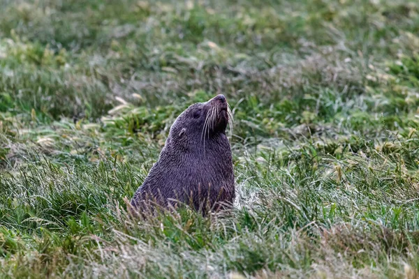 Eine Robbe Ruht Gras Kap Katiki Neuseeland — Stockfoto