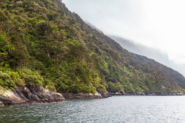 Fiyort kıyısında yeşillikle kaplı dik yamaçlar. Fiordland Ulusal Parkı. Güney Adası, Yeni Zelanda