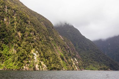 Fiyort kıyıları boyunca yeşilliklerle kaplanmış dik yamaçlar. Fiordland Ulusal Parkı. Güney Adası, Yeni Zelanda
