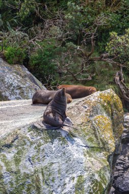 Bir grup kürk fok büyük bir kayanın üzerinde dinleniyor. Fiordland, Yeni Zelanda