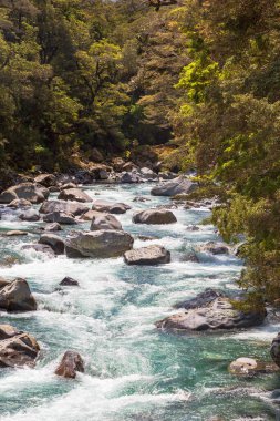 İtfaiyeciler Ulusal Parkı. Yeşillikler arasında fırtınalı bir nehir. Güney Adası, Yeni Zelanda