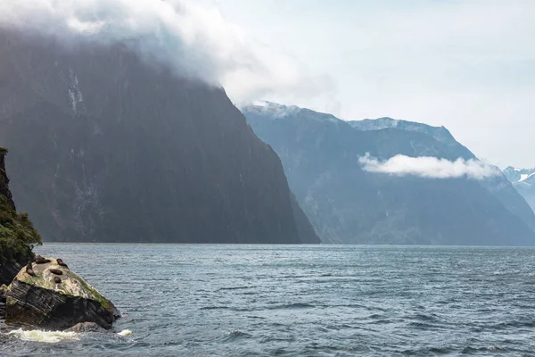 Landschaften Des Fiordland Nationalparks Meeressäuger Auf Den Felsen Der Fjorde — Stockfoto