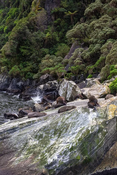 Parc National Fiordland Petit Groupe Otaries Fourrure Repose Parmi Les — Photo