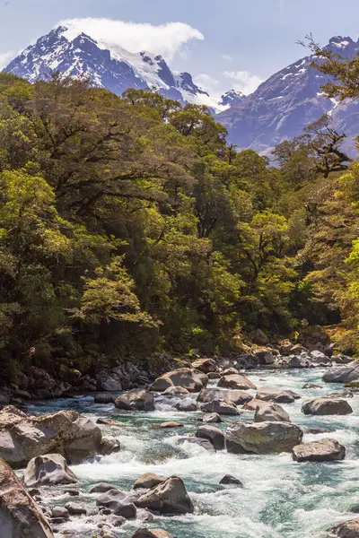 Small Fast River Forest New Zealand — Stock Photo, Image