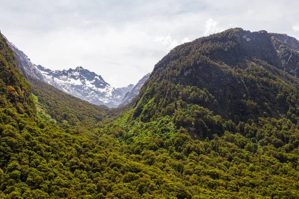 Uitzicht Een Dicht Bos Het Zuidereiland Nieuw Zeeland — Stockfoto