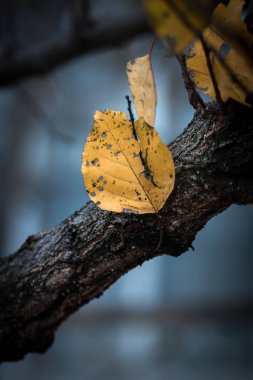 Geçen sonbahar yaprakları, sonbahara elveda, kış yaklaşıyor.