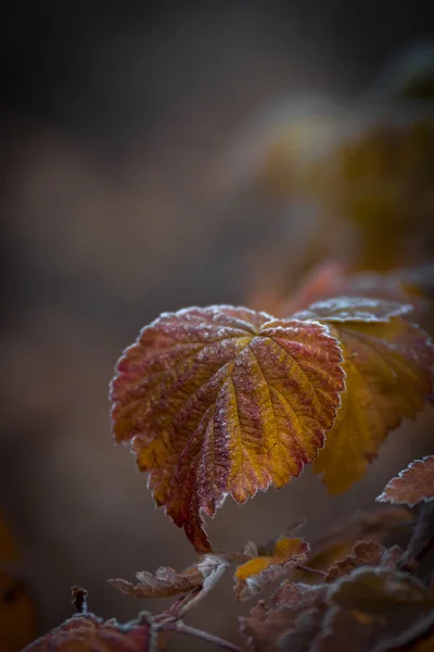 Autumn Flowers Fog — Stock Photo, Image