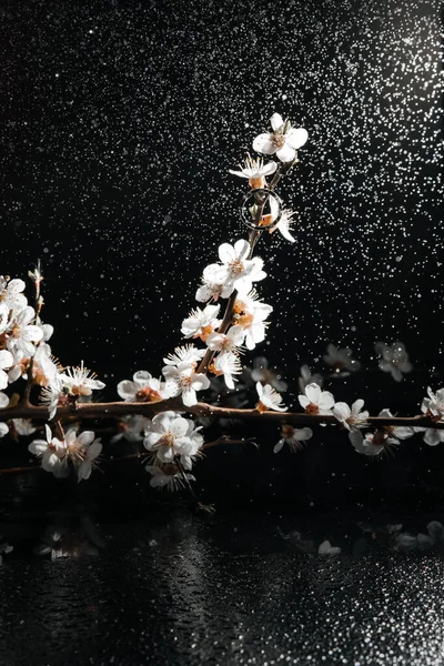 Spring Flowers Vase Raindrops Ring Branch — Stock Photo, Image