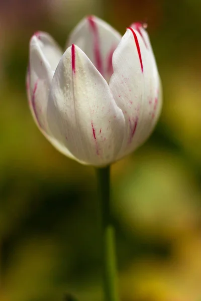 Delicate spring flower tulip