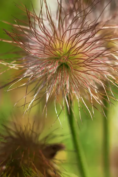 Tightly closed bud dream-grass — Stock Photo, Image