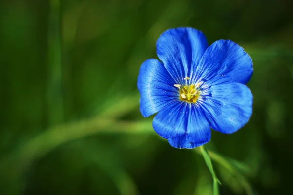 Blue flax flowers — Stock Photo, Image