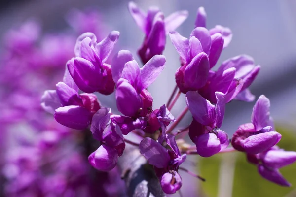 Cercis European, caoba oriental —  Fotos de Stock