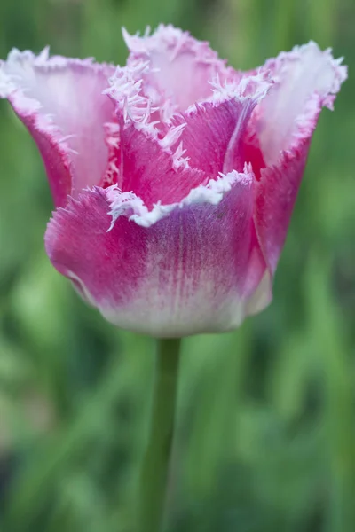 Delicate spring flower tulip