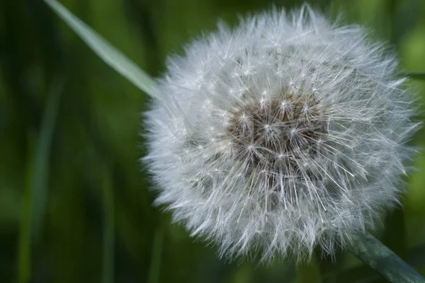 Weißer flauschiger Löwenzahn — Stockfoto