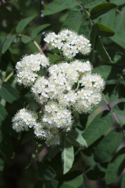 Rowan çiçekli. Çiçekli ağaç bahar