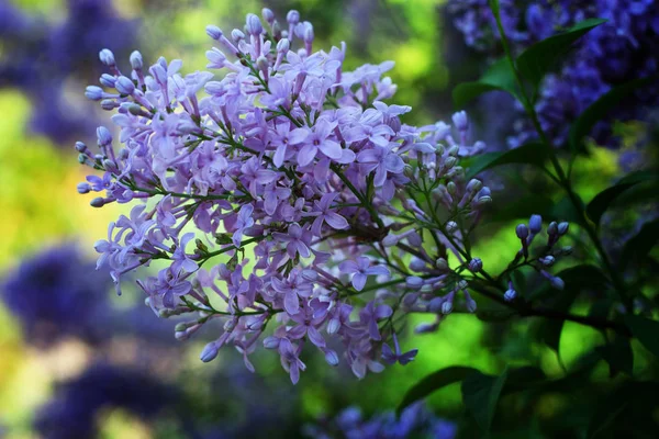 Sebuah bulu ungu harum — Stok Foto