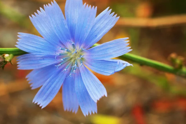 Chicory flower Cichorium intybus close up.Selective focus. — Stock Photo, Image