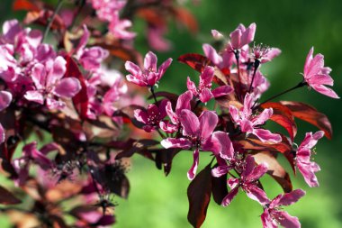 Japon kiraz çiçeklenme