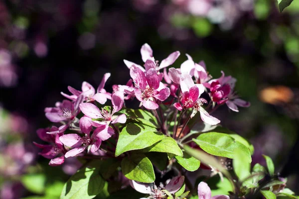 Flowering Japanese cherry — Stock Photo, Image