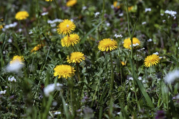 A glade of the first spring flowers of dandelions — Stock Photo, Image