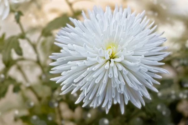 Delicada flor de crisantemo blanco —  Fotos de Stock