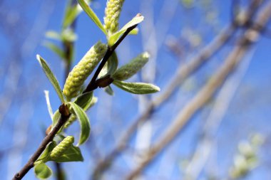 İlk Bahar ağaçlarda yaprak