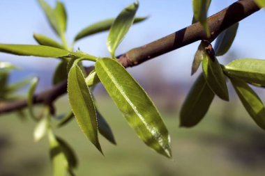 İlk Bahar ağaçlarda yaprak